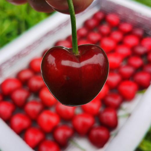生态大连樱桃| 合作生产*  Ecological Dalian Cherries | Partner Production 商品图3