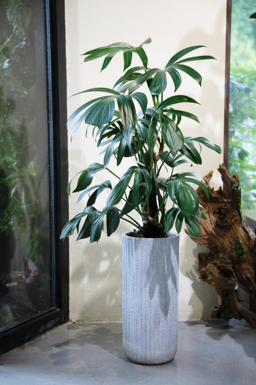 麒麟尾 商品图0