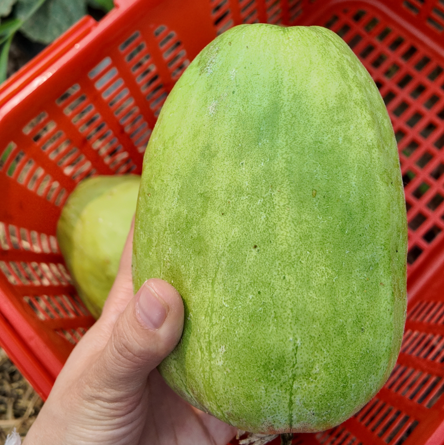 乐呵农庄雪梨瓜