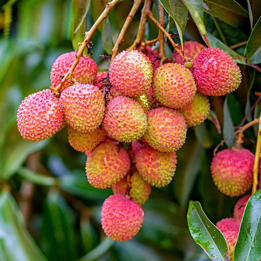 顺丰包邮【一口爆汁！个大饱满】礼盒装广东妃子笑荔枝 5斤当季爆甜多汁新鲜丽枝孕妇水果非白糖罂，轻咬一口荔枝，满口爆汁。ry 商品图1