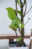 老桩造型琴叶榕 商品缩略图2