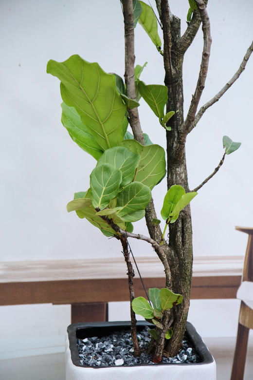 老桩造型琴叶榕 商品图2
