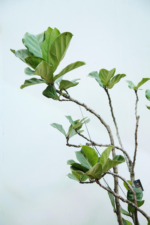 老桩造型琴叶榕 商品图1