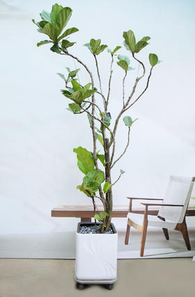 老桩造型琴叶榕