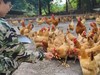 山养老母鸡(白皮) 商品缩略图5