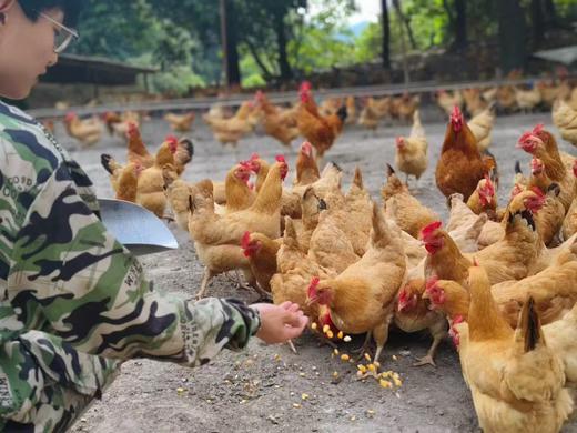 山养老母鸡(白皮) 商品图5