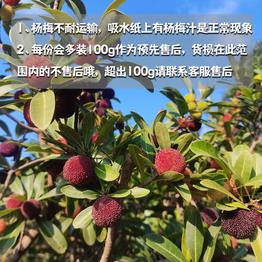生态荸荠杨梅（邮政空运）| 合作生产* Ecological red bayberry | Partner Production 商品图1