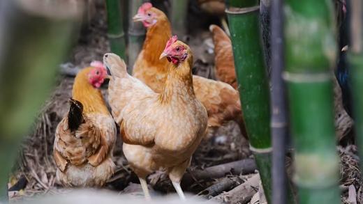 山养玲珑老母鸡(白皮) 商品图2