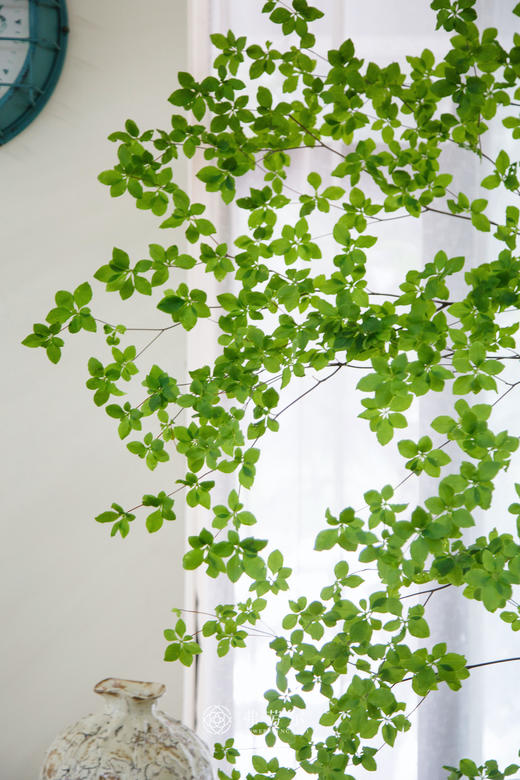 日本吊钟⑦（不含瓶） 商品图2