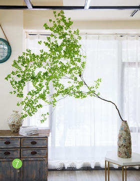 日本吊钟⑦（不含瓶）