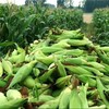 白糯玉米新鲜采摘 5斤（含包装）/箱（精选） 商品缩略图4