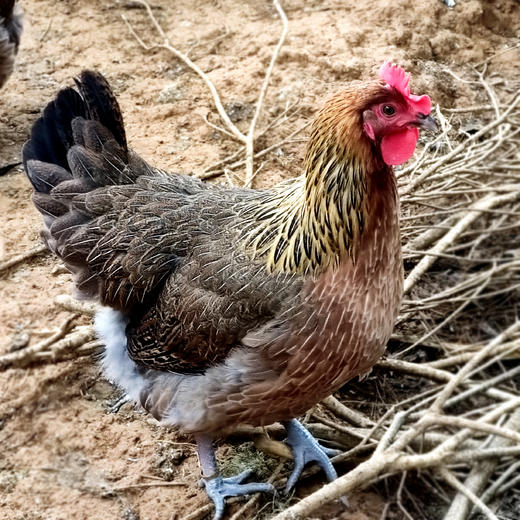 桂柳【会员秒杀】~果园鸡1只 商品图2