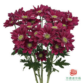 VDB多头小菊-宁静紫