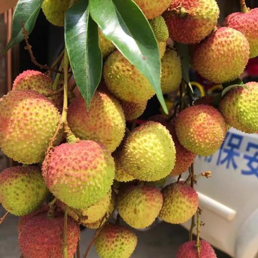 妃子笑荔枝（约500G） /份 商品图3