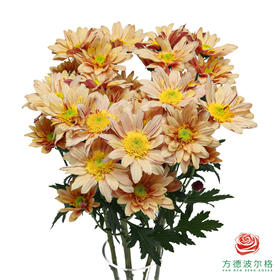 VDB多头小菊-宁静三文鱼