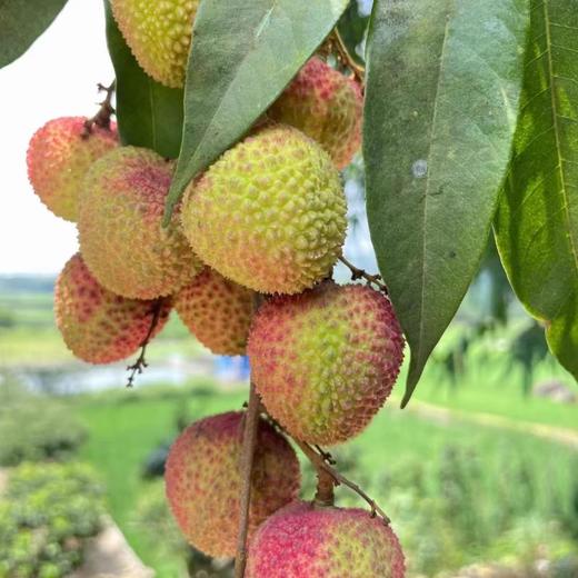 妃子笑荔枝（约500G） /份 商品图2