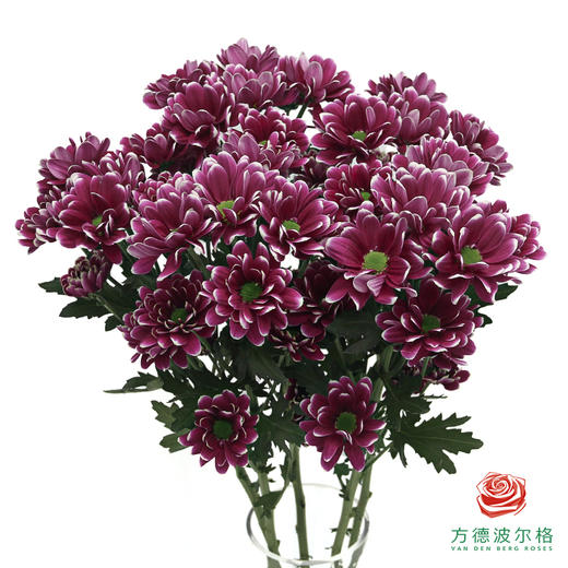 VDB多头小菊-匹诺曹紫 商品图0