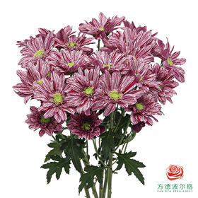 VDB多头小菊-宁静