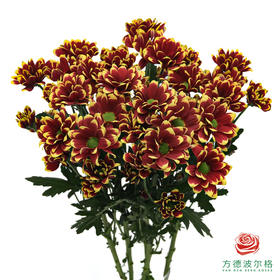 VDB多头小菊-匹诺曹红