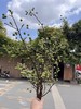 绿色海棠果鲜切花2-3支 商品缩略图1