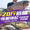 伽玛精工鱼竿手竿超轻超硬全能综合鲫鲤钓鱼竿轻量野钓大物台钓竿 商品缩略图4