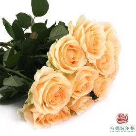 【限时特惠】蜜桃雪山*120枝（荷冠长度随机发 不包邮）