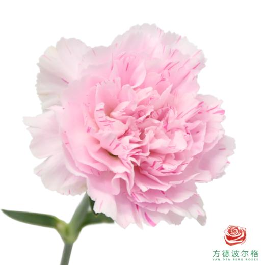 单头康乃馨 旅行优香 商品图0