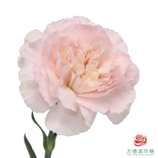 单头康乃馨 新娘 商品图0