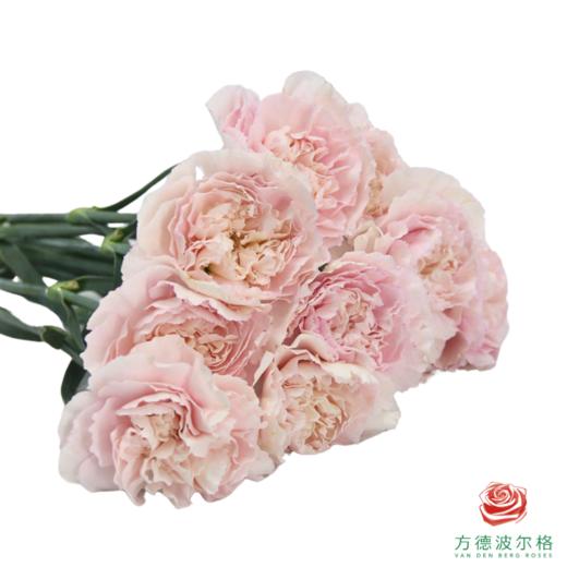 单头康乃馨 新娘 商品图2