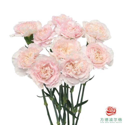 单头康乃馨 新娘 商品图1