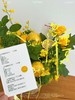 薄荷柠夏 · 柠檬薄荷花篮 （附赠冲水配比卡 ） 商品缩略图3