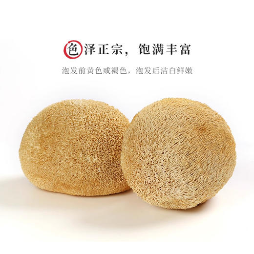 雪松猴头菇150g 商品图2
