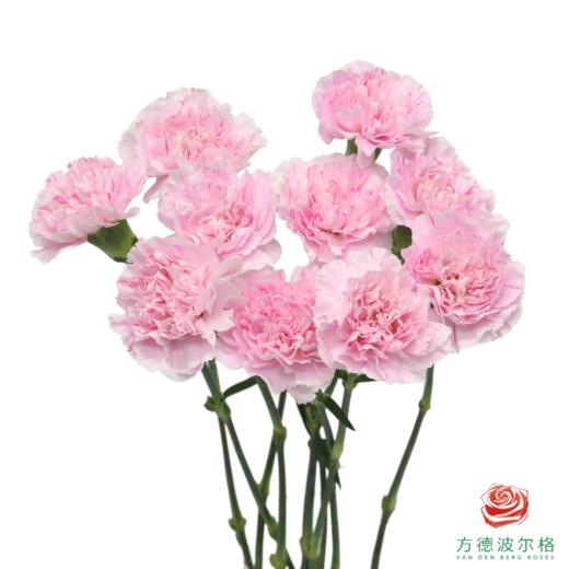 单头康乃馨 旅行优香 商品图2