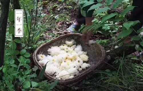 神农架干银耳150克 商品图2