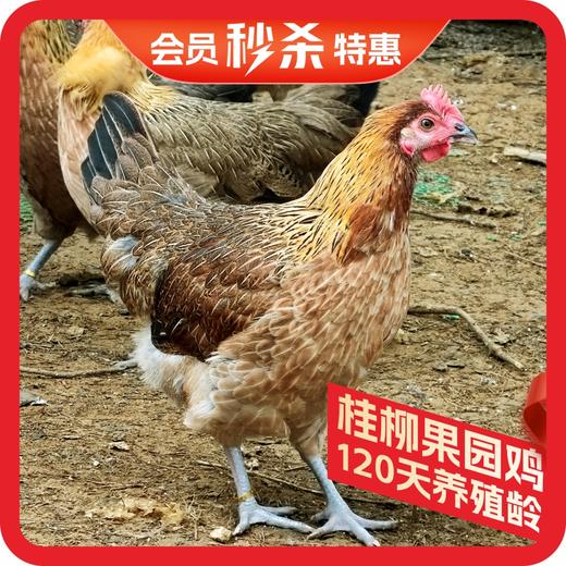 桂柳【会员秒杀】~果园鸡1只 商品图0