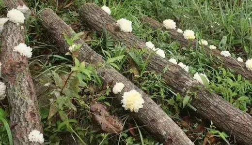 神农架干银耳150克 商品图1