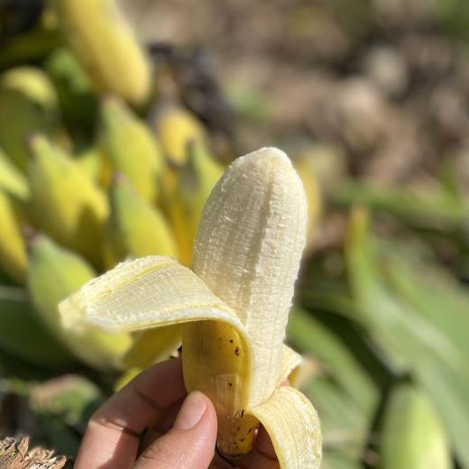 老实芭蕉（广粉1号粉蕉) 商品图0