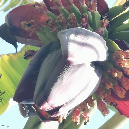 老实芭蕉（广粉1号粉蕉) 商品图4