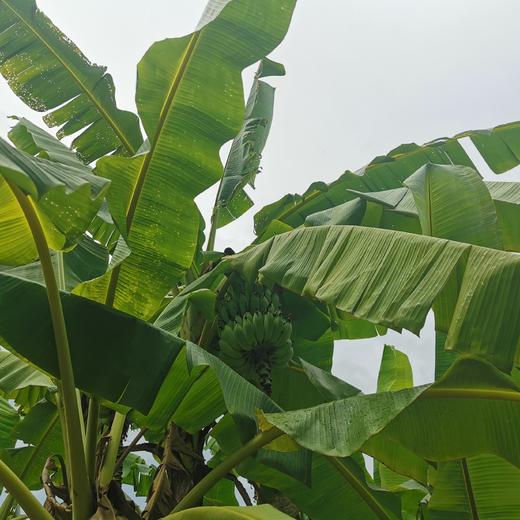 老实芭蕉（广粉1号粉蕉) 商品图2