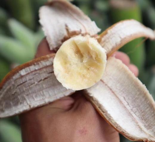 老实芭蕉（广粉1号粉蕉) 商品图1