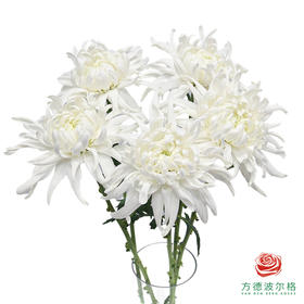 VDB单头小菊-白月光