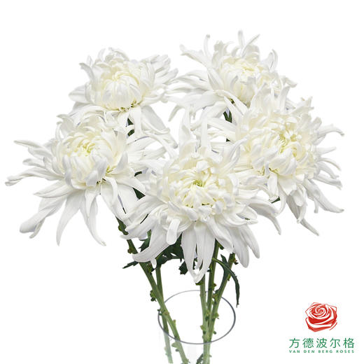 VDB单头小菊-白月光 商品图0