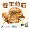 【重庆自然博物馆】卷王菊石 商品缩略图0