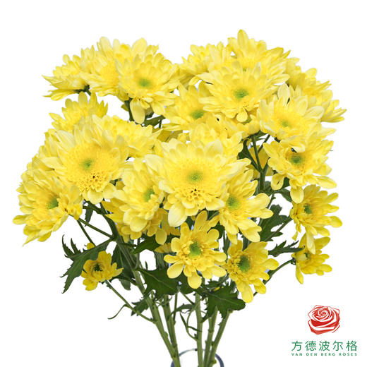 VDB多头小菊-瑞多斯特黄 商品图0