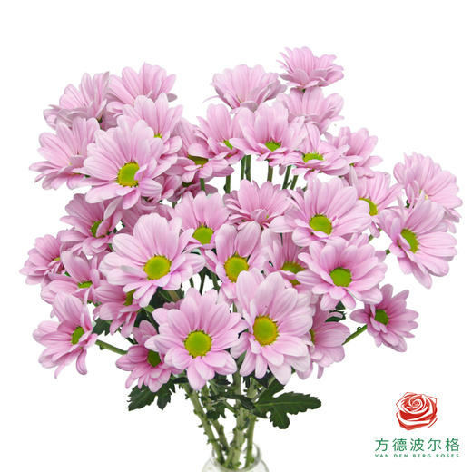 VDB多头小菊-肯尼迪粉  5枝一扎 商品图0