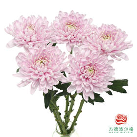 VDB单头小菊-罗斯安娜粉 5枝一扎