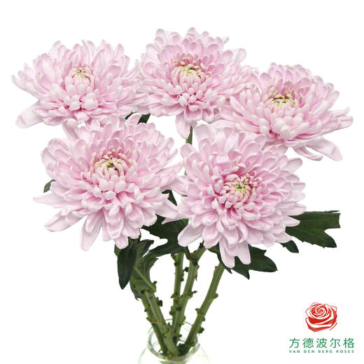 VDB单头小菊-罗斯安娜粉 5枝一扎 商品图0