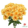 VDB多头小菊-香槟橙 5枝一扎 商品缩略图0