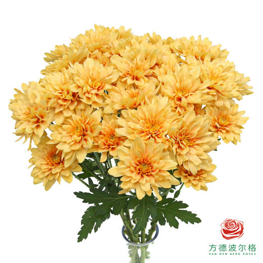 VDB多头小菊-香槟橙 5枝一扎 商品图0