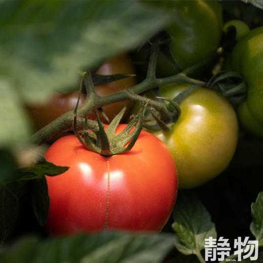 有机西红柿细面490g（8团）｜绿手指农场 商品图8